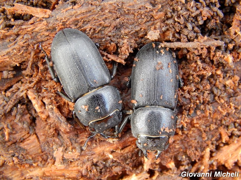 Dorcus parellepipedus Lucanidae